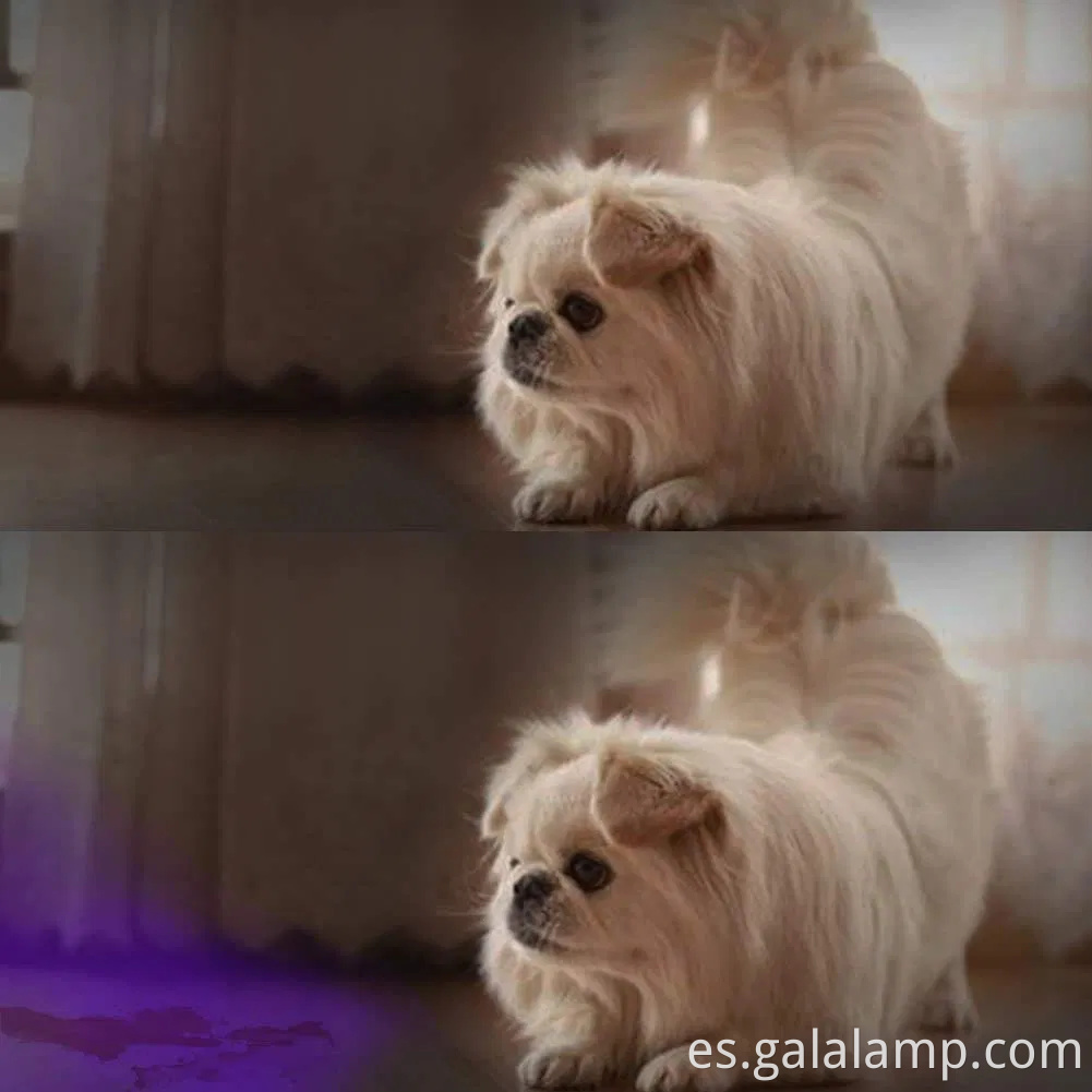 Antorcha portátil para eliminar manchas de orina para perros